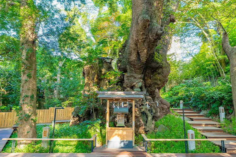 来宮神社